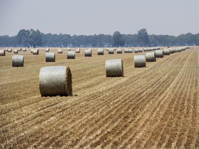 Dry argument: The dry winter is likely to put pressure on hay prices as it has allowed good pastures to be grazed. Picture: Zoe Phillips