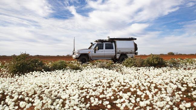 White everlastings in Western Australia.