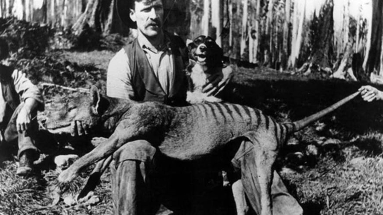 A bushman with a thylacine that had been shot