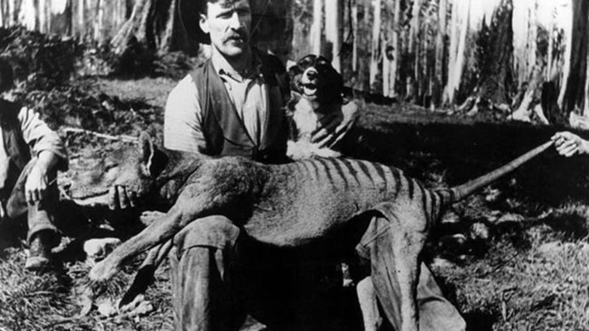 A bushman with a thylacine that had been shot