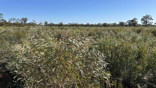 An area growing blue mallee and broombush on the Davis family farm that is now unusable due to its classification as 'critically endangered'. Picture: Annabelle Davis.