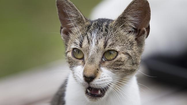 Feral cats: Why Chicago residents are ordering crates of them | news ...