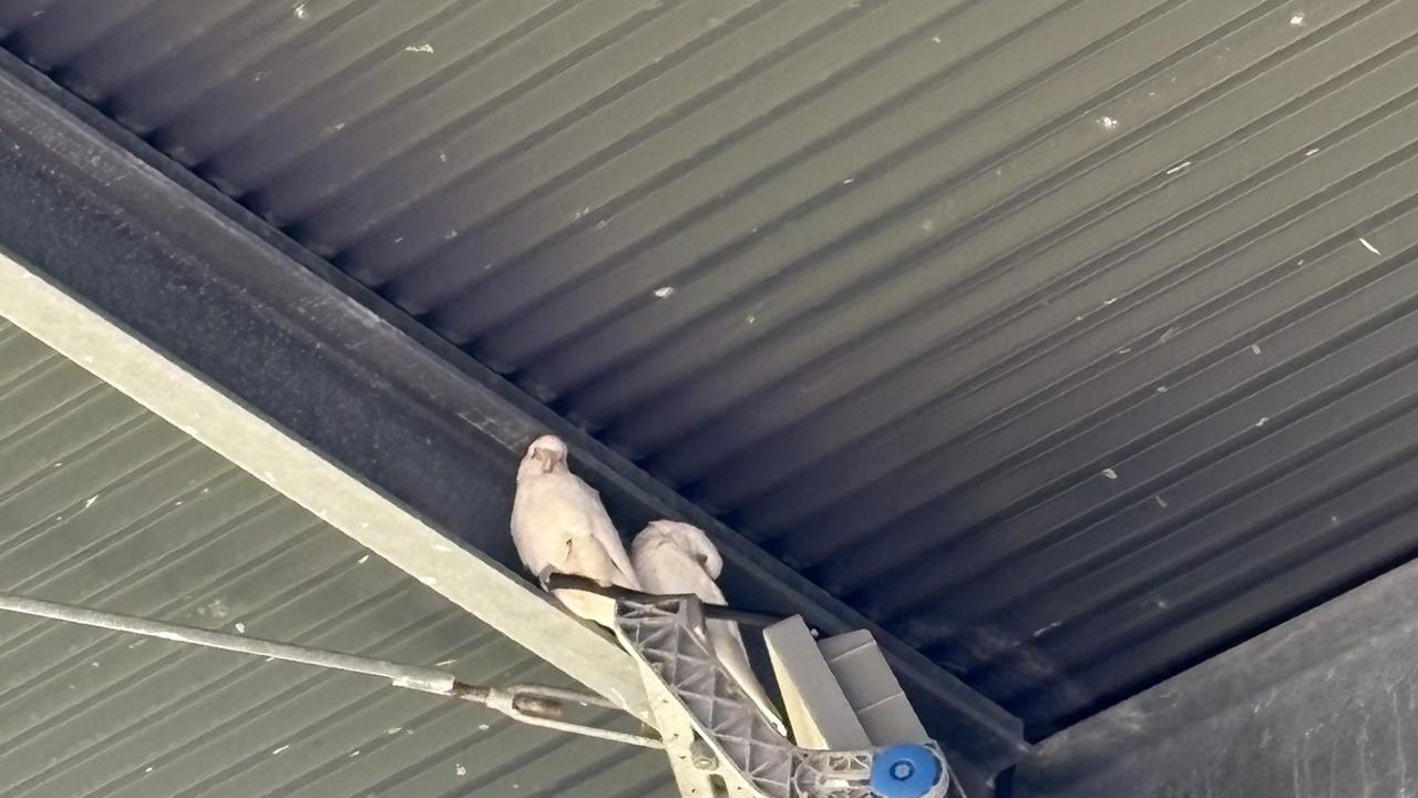 The local feathered fans joined in the cheering at the Sunshine Coast Stadium
