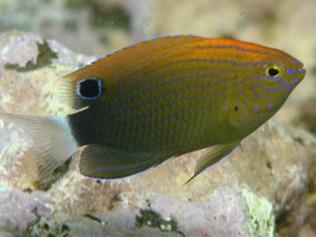 Exotic tropical fish arrive in Sydney Harbour from Great Barrier Reef ...