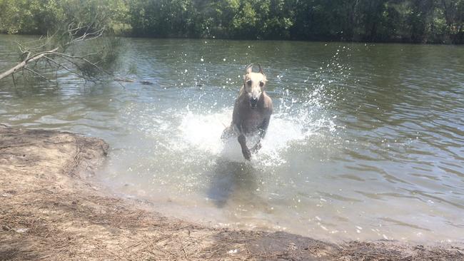 Gracey greyhound enjoys a run at Eddie Kornhauser Recreational Reserve at Tallebudgera at the off-leash dog island. Picture: Amanda Robbemond