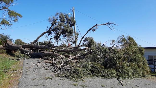 A fallen tree at White Beach. Image: Tasman council.