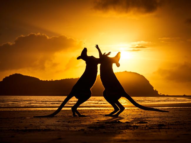 Apart from its beauty, Cape Hillsborough is renowned for its resident kangaroos and wallabies. Picture: Michael Eastwell