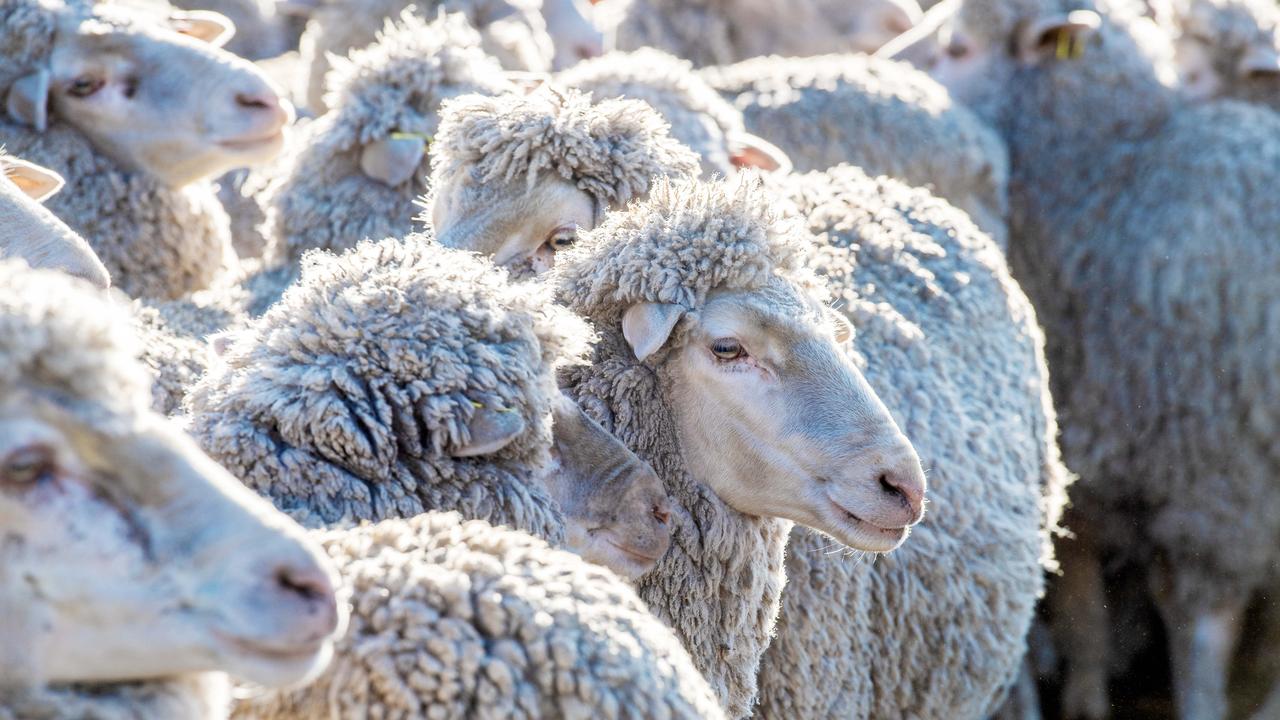 Three major thefts, 1700 sheep missing