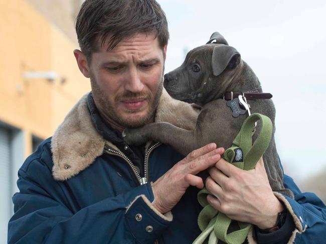 Bob (Tom Hardy) with his rescued bull-terrier pup in The Drop. Picture: Supplied.