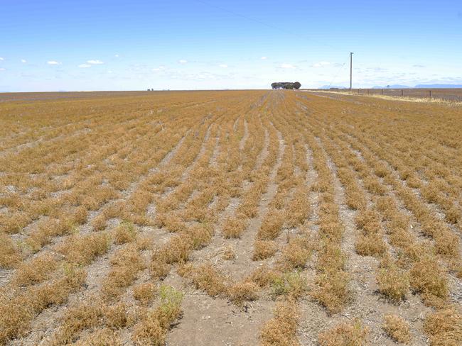 A lentil crop at the Weidemann family's farm at Rupanyup.Photo: DANNIKA BONSER