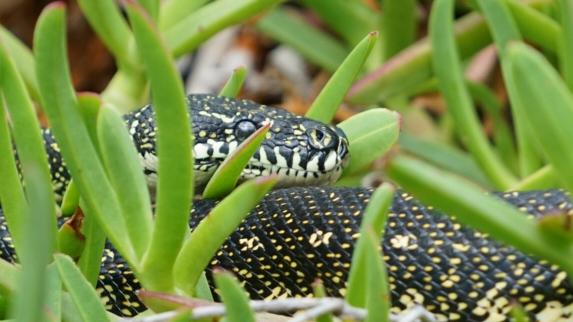 The diamond python spotted in a Mosman garden recently. Picture: Andrew Blaugh