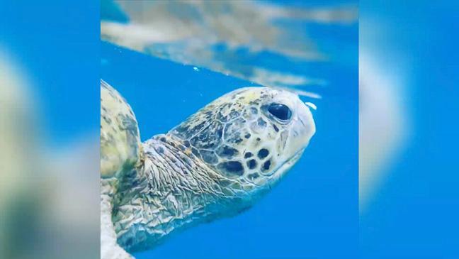 Turtles at Mon Repos Beach