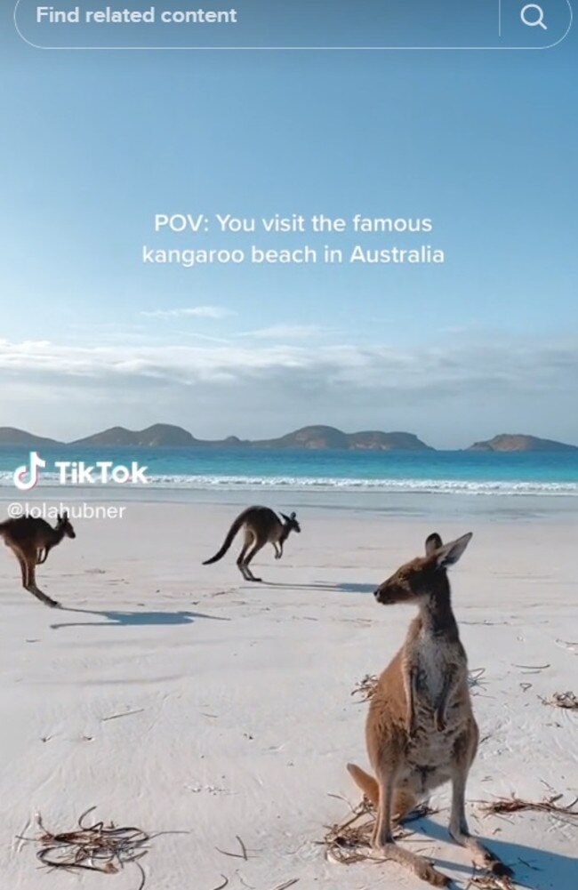 And of course it’s friendly kangaroos. Picture: TikTok/lolahubner
