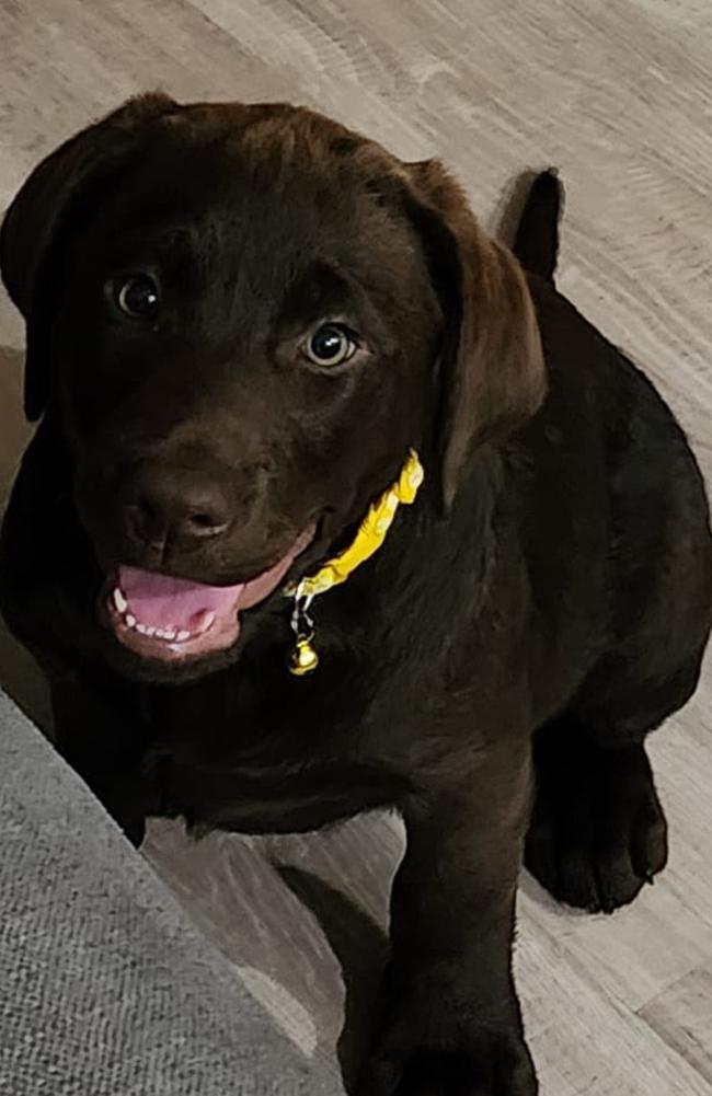 Charli: Janelle Birgan's 4 month old Chocolate Labrador