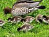 Watch: ‘Distressed’ ducklings reunited with mum and dad