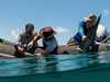Huge bull shark makes epic journey to Coast waters