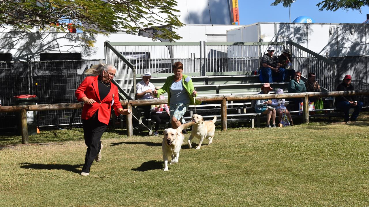 Dogs of all breeds, colour and size were strutting their stuff around the ring at the dog show.