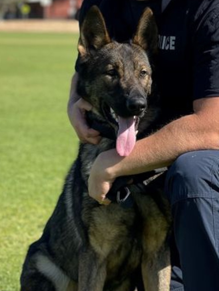 Patrol Dog Huey located two of the four offenders allegedly involved in stealing and dangerously driving the vehicle. Supplied: NT Police.