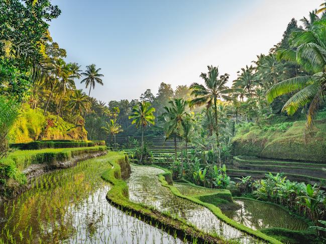 Rice Terrace in Tegalalang, Bali, Indonesia.Escape 3 December 2023Why I travelPhoto - iStock