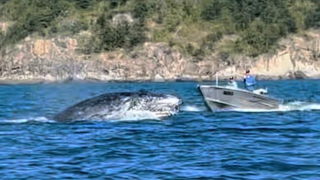 WATCH: Incredible video shows jumping whale nearly colliding with boat