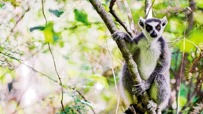 A lemur in Madagascar. Picture: supplied.