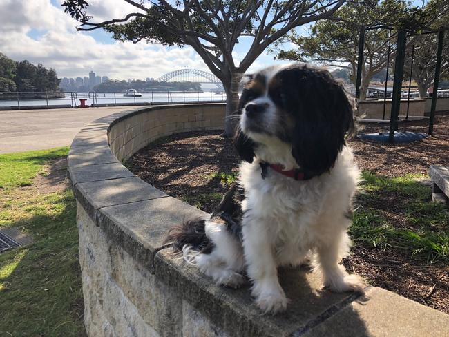 Bonnie the cavoodle in Mort Bay Park, Balmain. #Snap Sydney 2018 Picture: Billy Cantwell