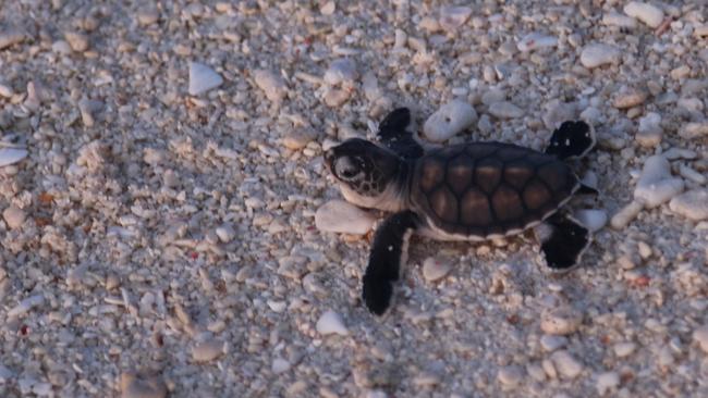 A turtle hatchling on Wilson Island, part of the southern Great Barrier Reef. Picture: Janelle Miles