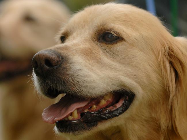 Generic images of golden retriever dogs. Pet, pant, canine.