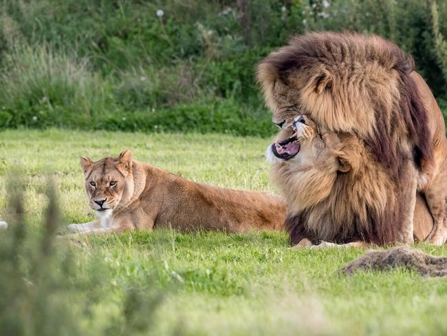 The pair get feisty. Picture: Russ Bridges/Mercury Press