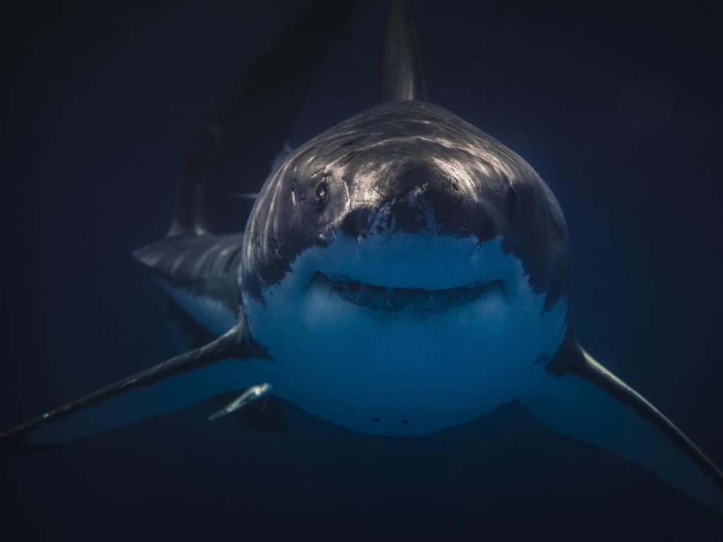 Megalodon loses food fight with great white shark