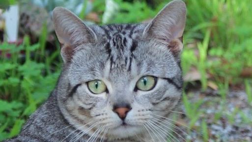 Monty Mason was killed by an eastern brown snake on Australia Day. Picture: supplied