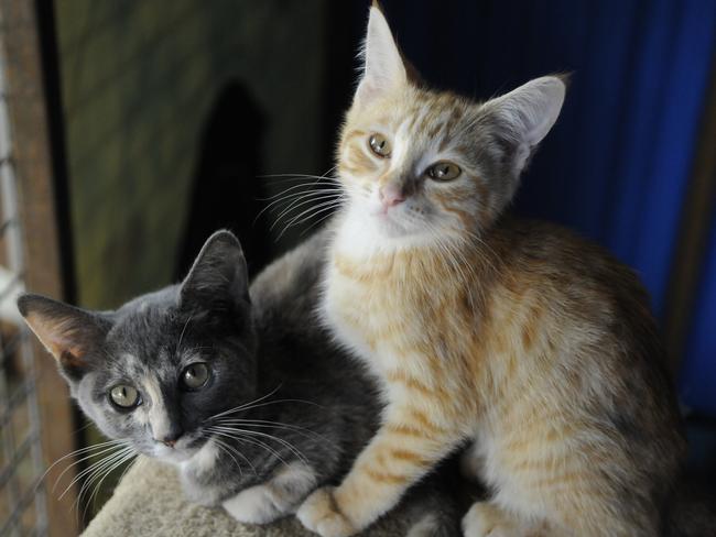 Why today is a major day for Tasmanian cat owners