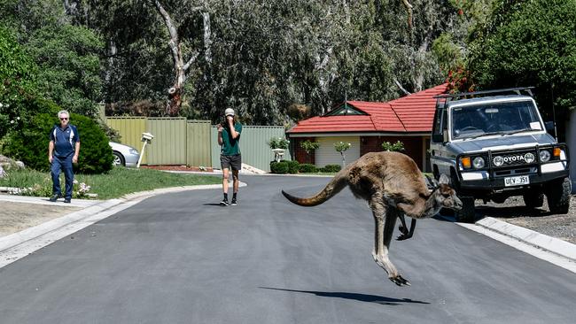 A kangaroo heads through the streets of Woodcroft in Adelaide last month. Picture: AAP / Morgan Settes