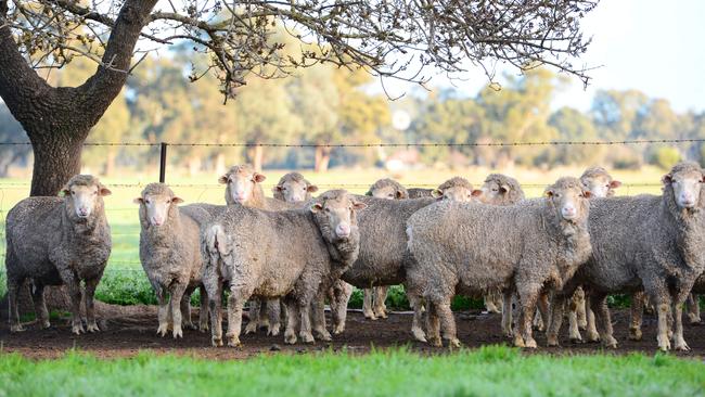 Sheep are recorded as the most common livestock stolen as they are smaller and easier to steal and transport than cattle. Picture: Zoe Phillips