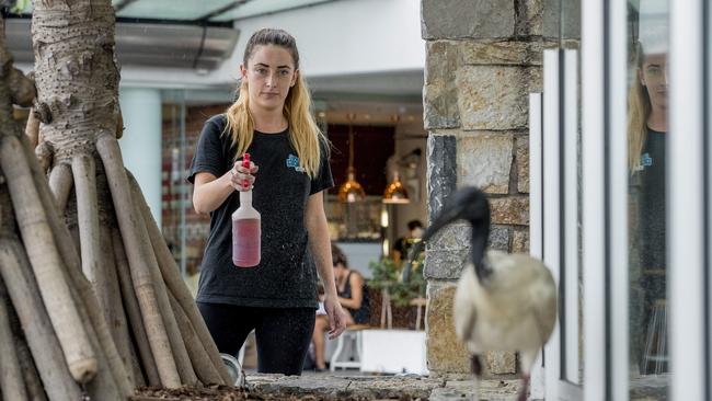 Greek Street Grill employee Hannah Ingram, spraying away ibis at the restaurant in Surfers Paradise. Picture: Jerad Williams