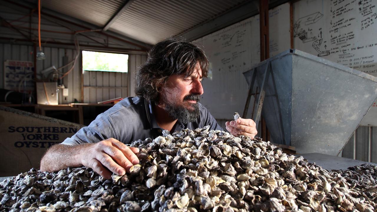 Paul Dee with some juvenile oysters at Southern Yorke Oysters at Stansbury.