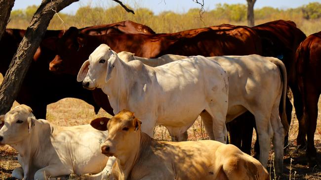 Cows at the Innamincka station in South Australia. Picture: Supplied