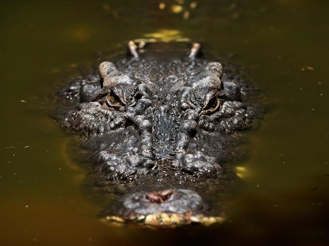 Cassius was first named the world's biggest crocodile by the Guinness World Records in 2011.