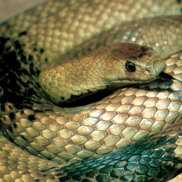 Western brown snake.