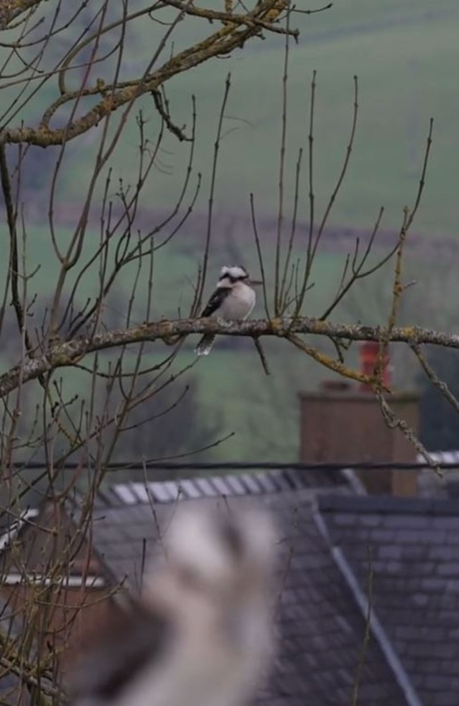 After the clip went viral, Aussies were left in disbelief, many wanting to know how the native bird got to the UK. Picture: TikTok/wildlifewithcookie