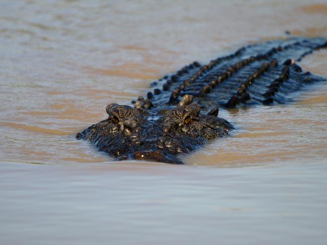 Saltwater crocodile in Adelaide river near Darwin