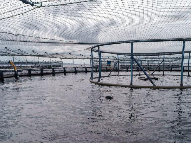 STRAHAN, TASMANIA, AUSTRALIA - NewsWire Photos - 14 DECEMBER, 2024: The Australian Prime Minister Anthony Albanese visits the Tassal salmon pens in Strahan, Tasmania. Picture: NewsWire / Supplied