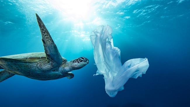 A turtle follows a plastic bag. Photo Christian Miller