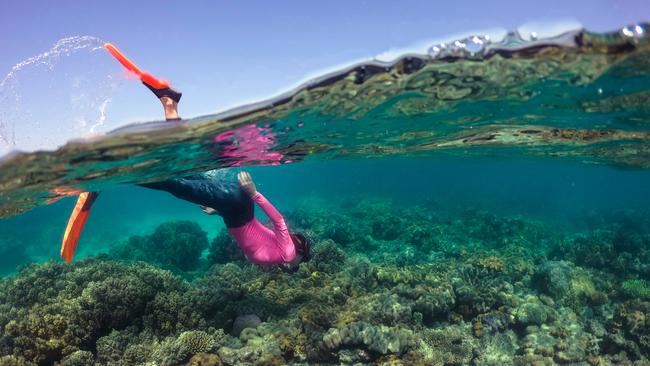 A snorkeller diving at Mackay Reef, off the coast of Cape Tribulation. Picture: TTNQ