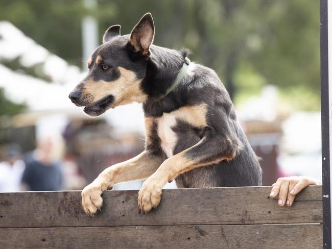 K9 Super Wall on day 3 of the Toowoomba Royal Show. Sunday, March 27, 2022. Picture: Nev Madsen.