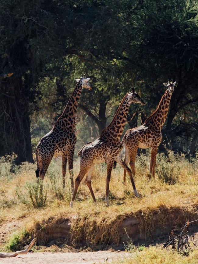 Giraffe in the park. Picture: Greg Funnell