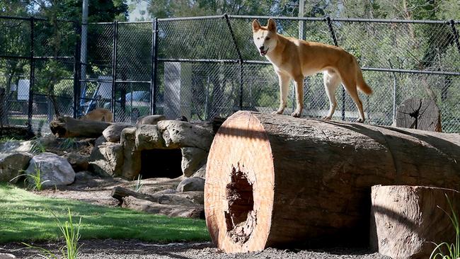 The dingo enclosure at the Ipswich Nature Centre. The centre has been closed after a colony of flying foxes moved in.