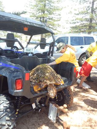 Newport lifesavers helped rescue a sea turtle on Saturday. Pic: Rosie Elliott