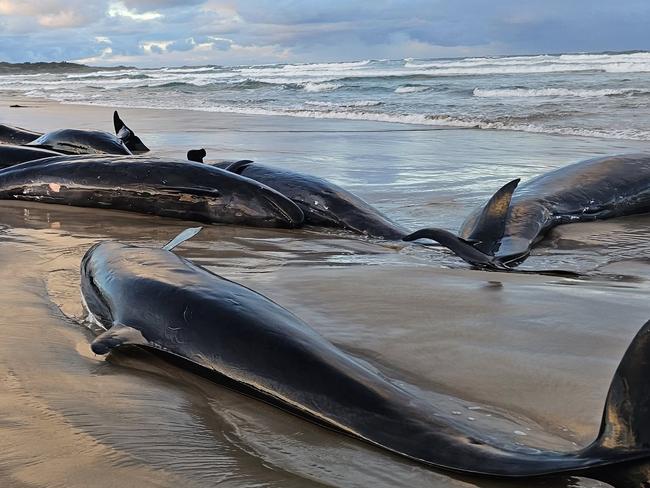 Local resident Jocelyn Flint has been on the beach since 6am on Wednesday with the stranded whales. Picture: Jocelyn Flint