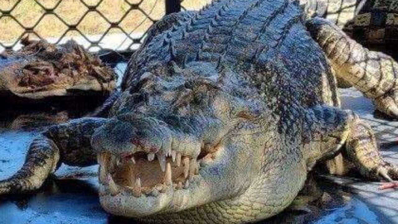 Large, scaly guest booted from QLD resort golf course